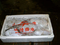アンコウ