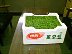 菜の花