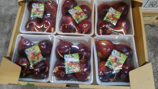 8月4日（土）に市場開放フェアが開催されました。